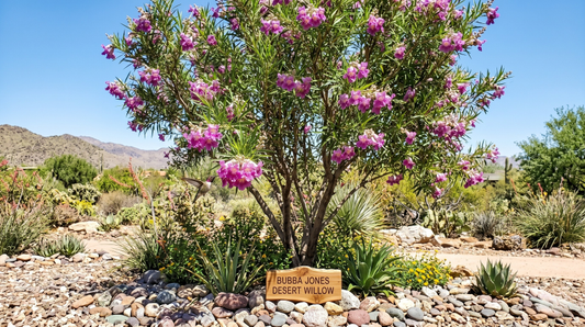 How to Grow and Care for Desert Willow