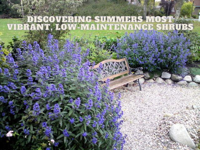 Discovering Summers Most Vibrant, Low-Maintenance Shrubs 5/18