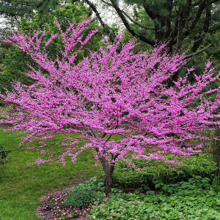 How to Grow Redbud Trees – Watters Garden Center