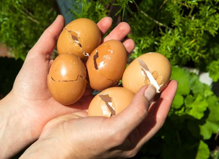 6 Genius Uses for Eggshells in Your Garden