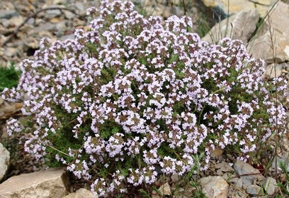 English Thyme