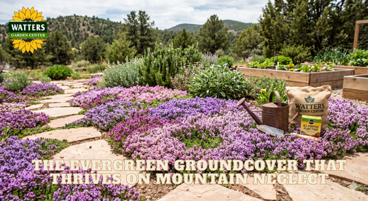 Plant Once, Harvest Forever: The Evergreen Groundcover That Thrives on Mountain Neglect