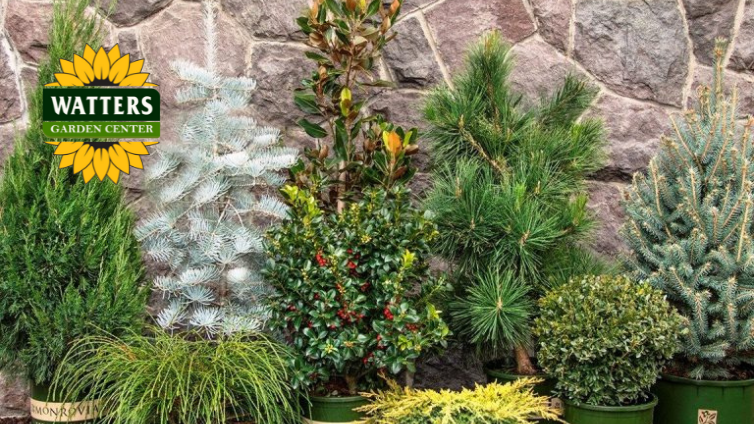Evergreen Shrubs for a Greener Winter