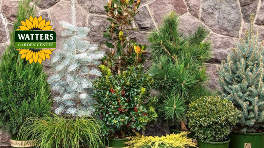 Evergreen Shrubs for a Greener Winter