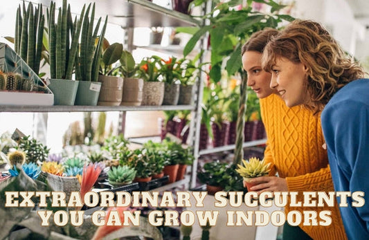 10 Extraordinary Succulents You can Grow Indoors