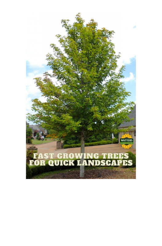 Fast Growing Trees for Quick Landscapes