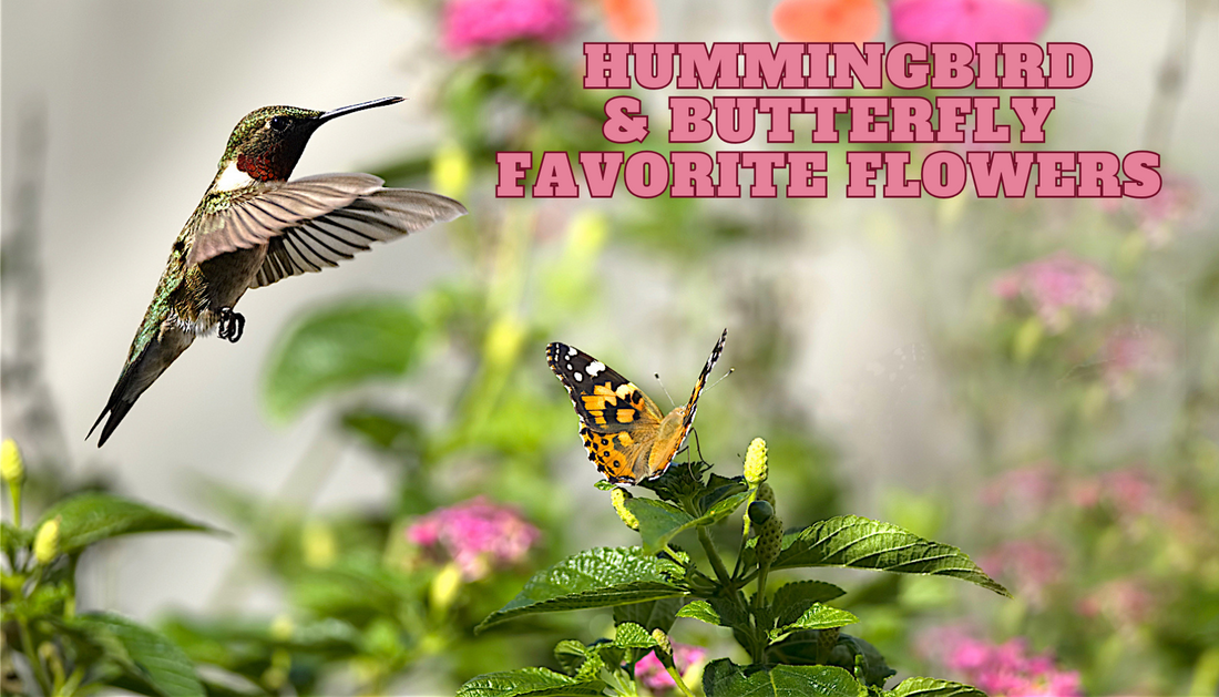 Favorite Flowers for Hummingbirds and Butterflies
