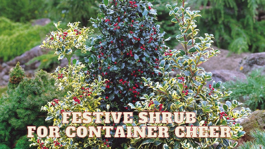 Festive Shrubs in Containers