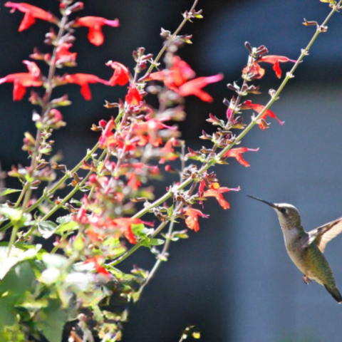 Flowers that Attract Hummingbirds