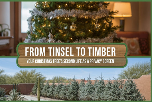 From Tinsel to Timber - Your Christmas Tree's Second Life as a Privacy Screen