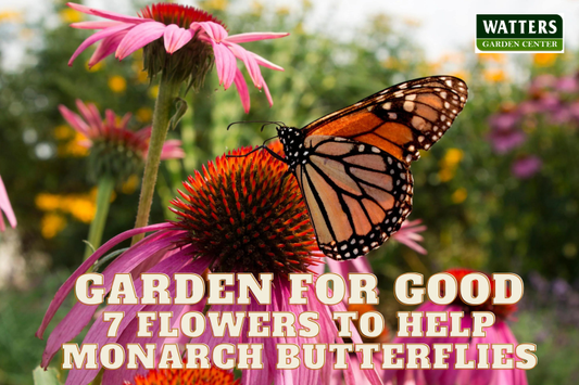 Flowers to Help Monarch Butterflies