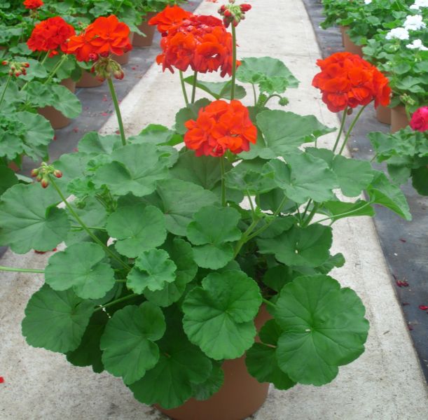How to Grow Geraniums – Watters Garden Center