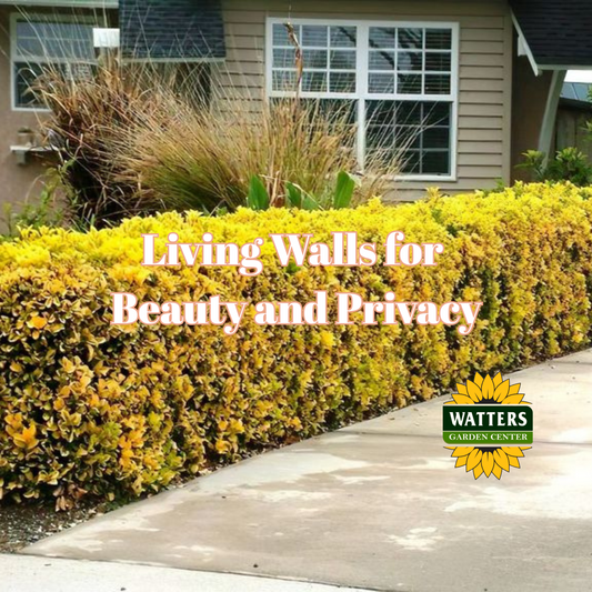 Living Walls for Beauty and Privacy