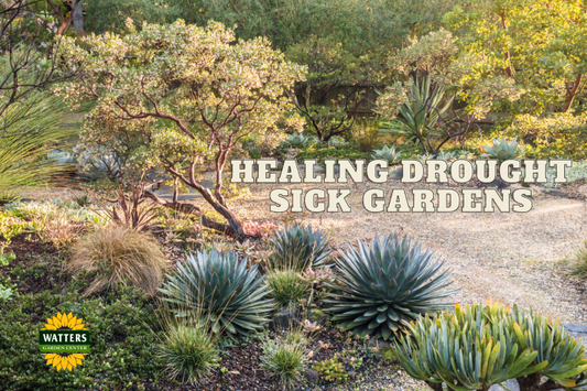 Simple Steps to Heal Drought Sick Gardens