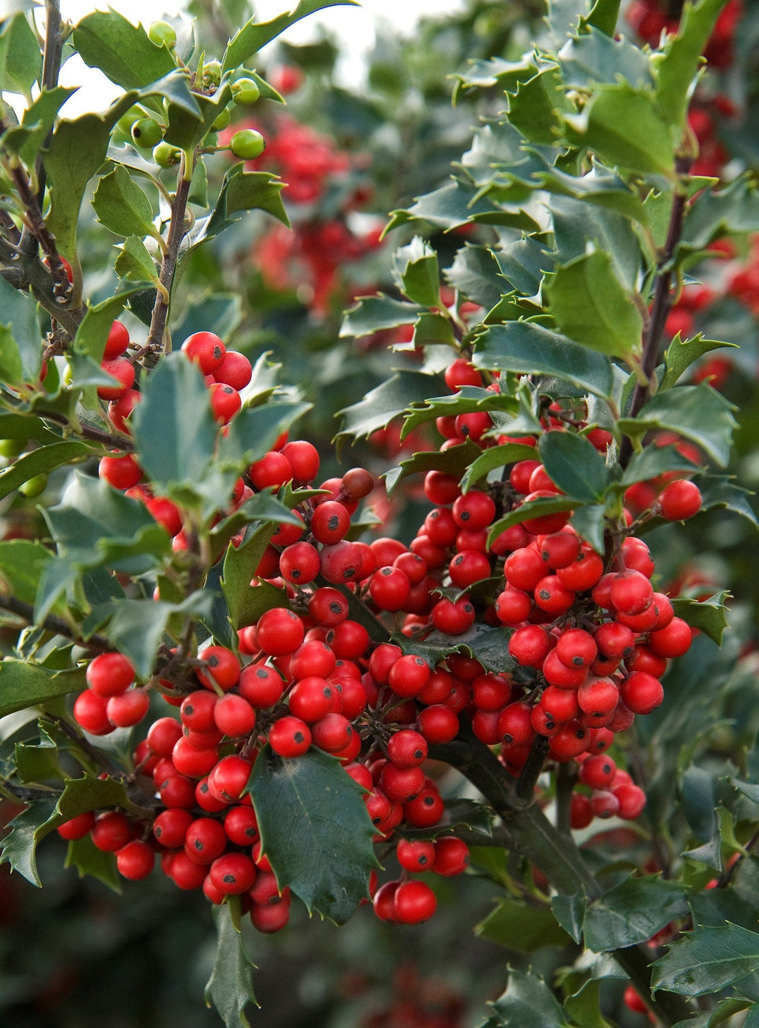 How to Grow a Holly Bush
