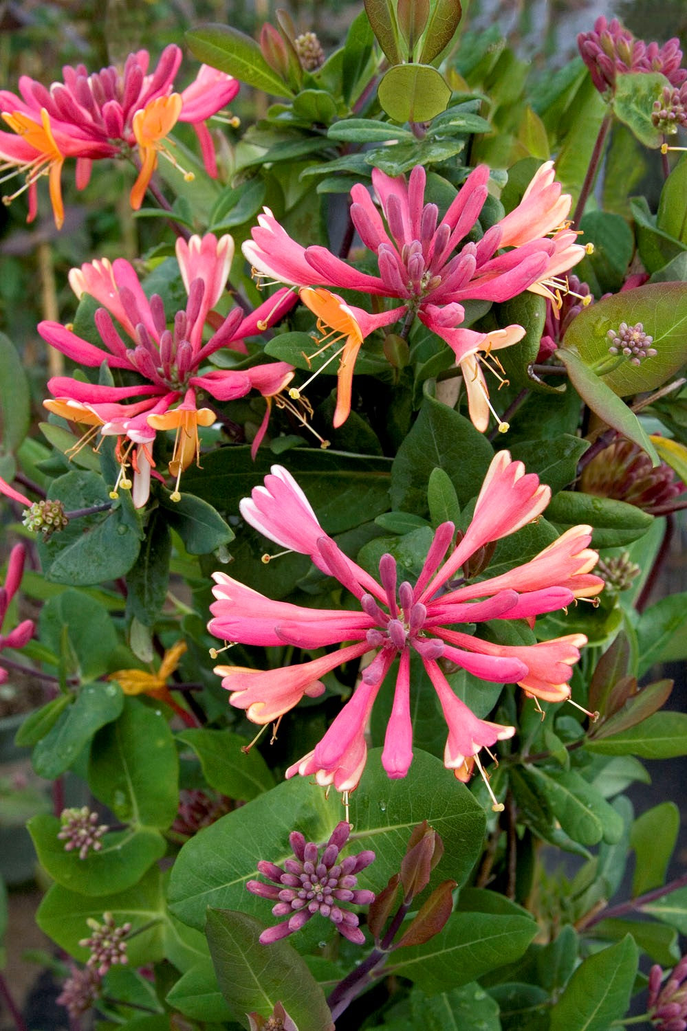 Goldflame Honeysuckle