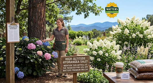 Should You Plant Hydrangeas in Sun or Shade?