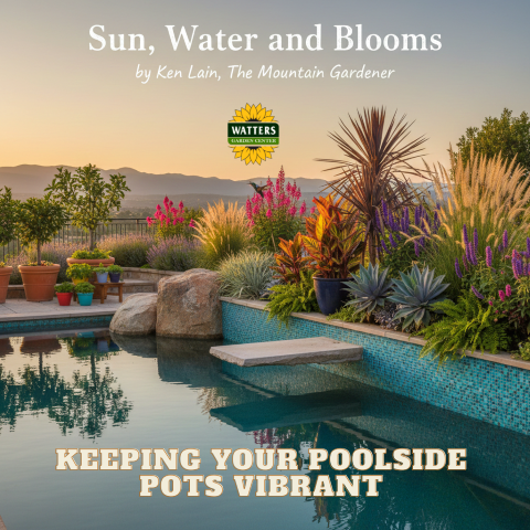 Sun, Water, and Blooms: Keeping Your Poolside Pots Vibrant