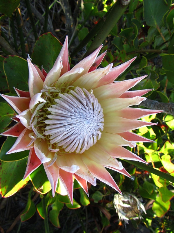 Sweet Bloomers with REALLY Big Flowers!