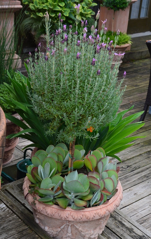 Lavender in a Pot