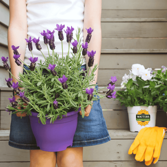 Growing 5 Different Garden Lavenders