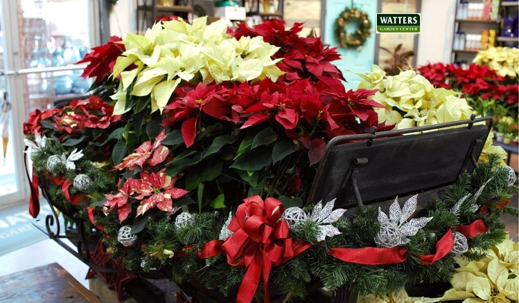 Multi Colored Poinsettia