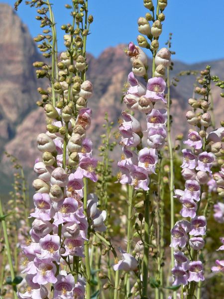 Wildflowers:  Striking Colors and So Easy to Grow