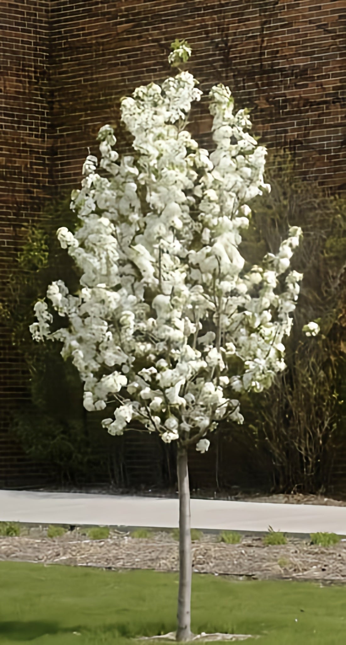 How to Grow an Ornamental Flowering Pear Tree