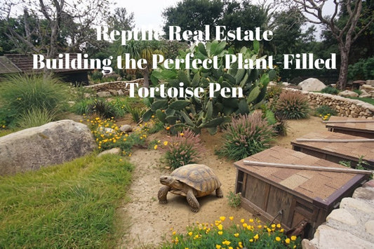 Reptile Real Estate: Building the Perfect Plant-Filled Tortoise Pen