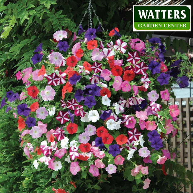 8 Colorful Plants for Hanging Baskets