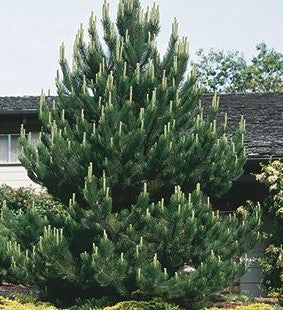 Austrian Pine as Living Christmas Tree