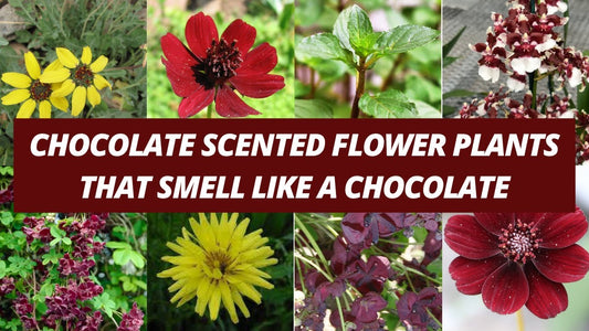 Plants that smell like chocolate
