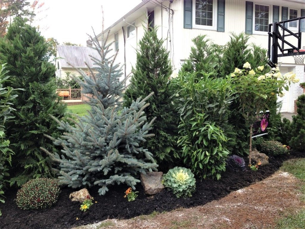 Privacy Hedge Backyard