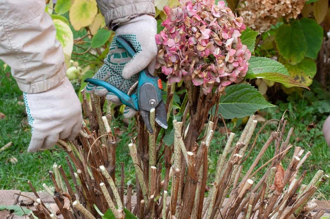 How to Prune Hydrangeas