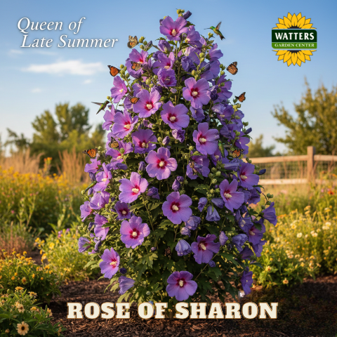 Why Rose of Sharon is the Queen of Late Summer