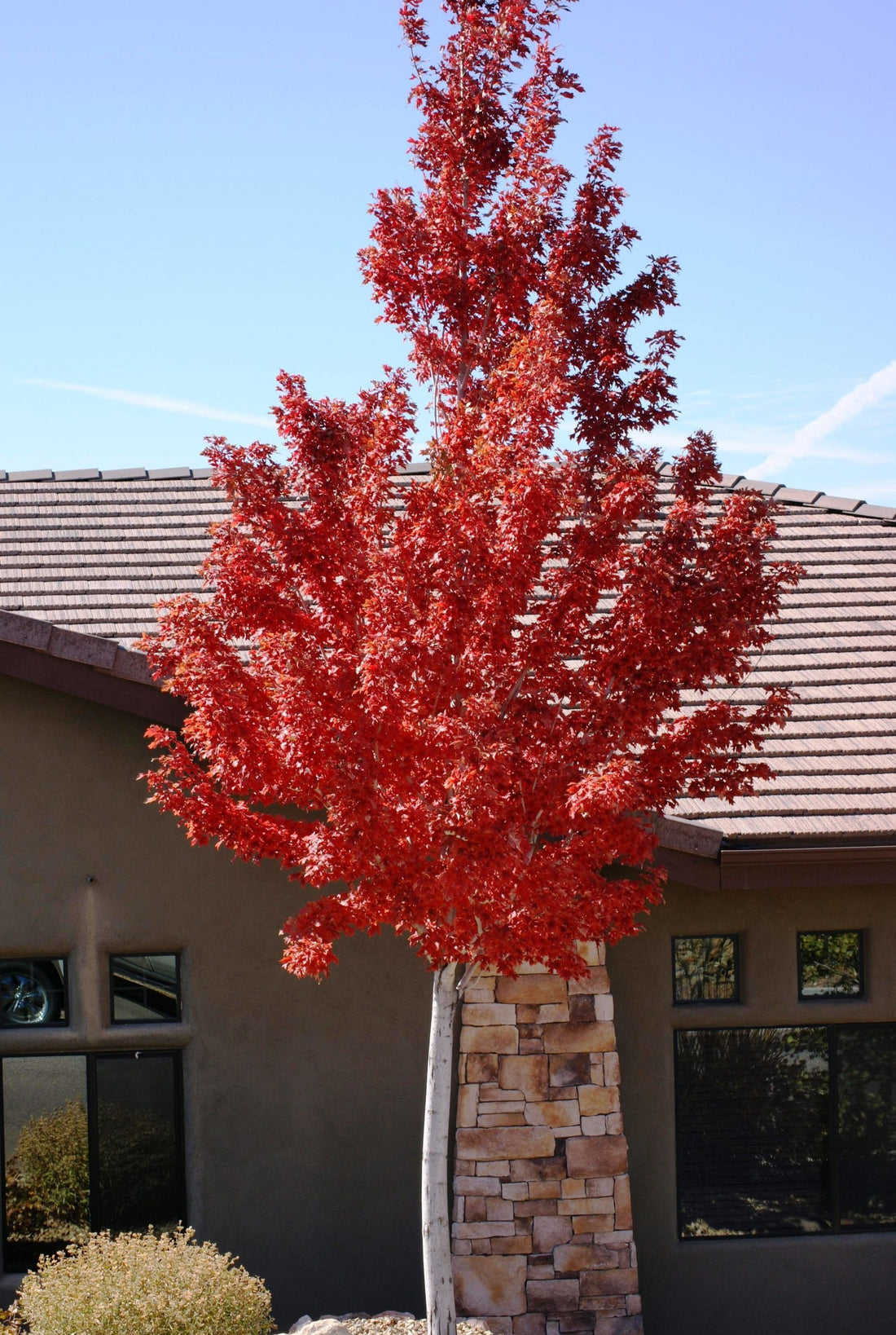 The Red Maple NOT for Local Landscapes