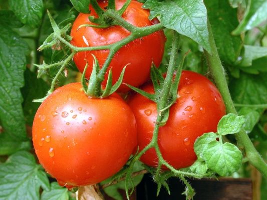 Determinate and Indeterminate Tomato Varieties?