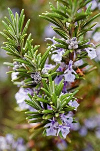 10 Ways to Use Rosemary from the Home Garden