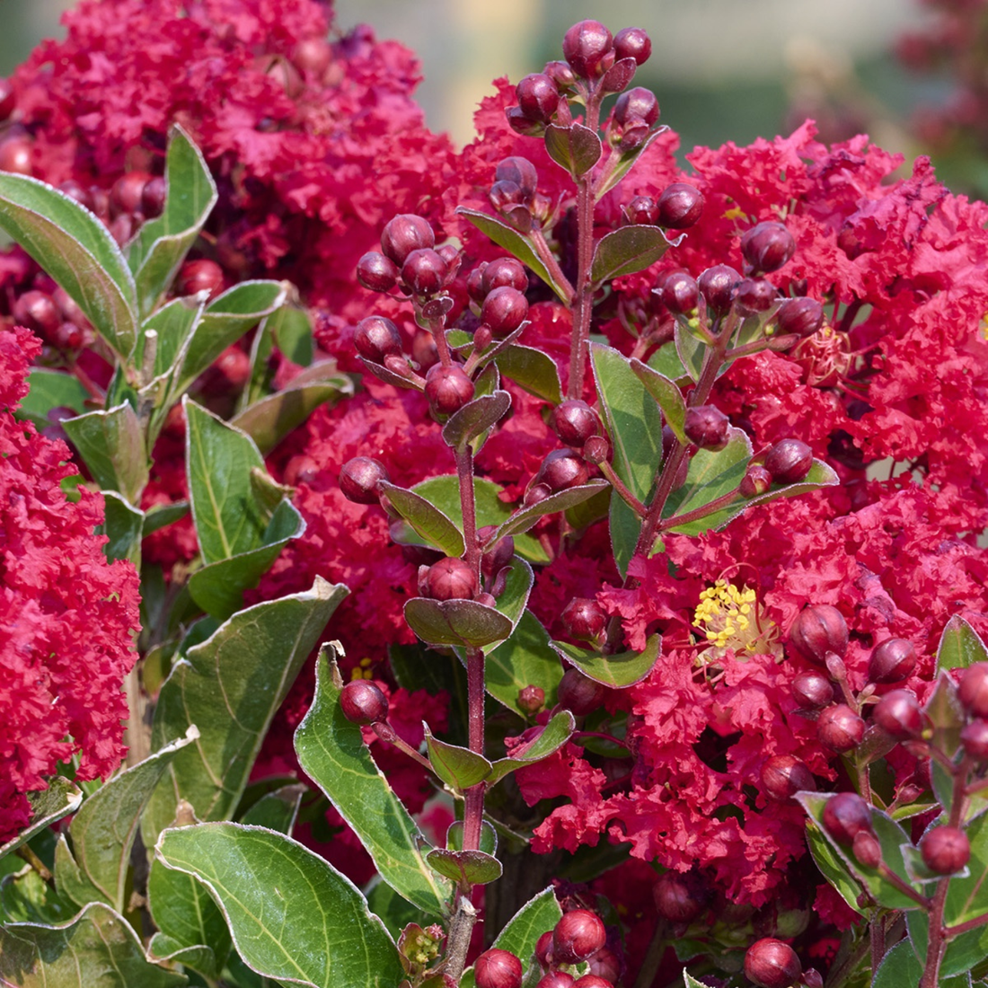 How to Grow Crape Myrtle