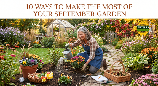 10 Ways to Make the Most of Your September Garden