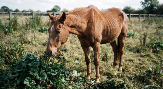 Deadly Grazing: Plants That Can Seriously Harm Your Horse