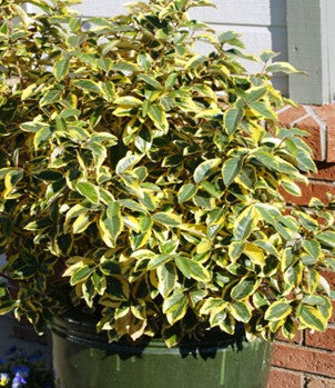 How to Grow Gilt Edge Silverberry