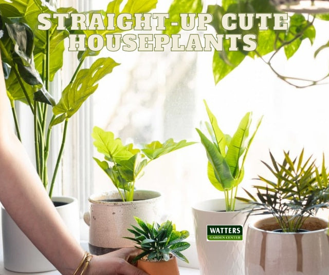 Houseplants that are Straight-up Cute