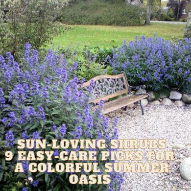 Sun Loving Shrubs