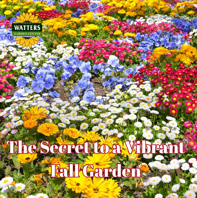 The Secret to a Vibrant Fall Garden to the New Year