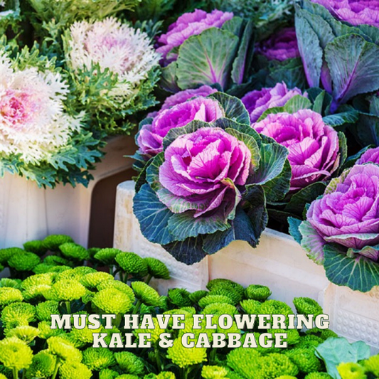 Ruffles &amp; Flourish: Must-Have Flowering Kale &amp; Cabbage for Fall Garden