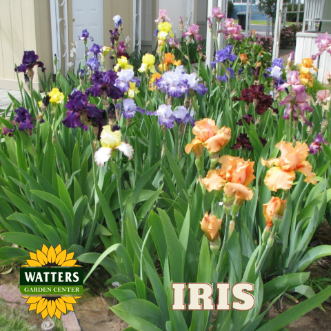 Twice the Bloom, Half the Work: The Magic of Reblooming Iris