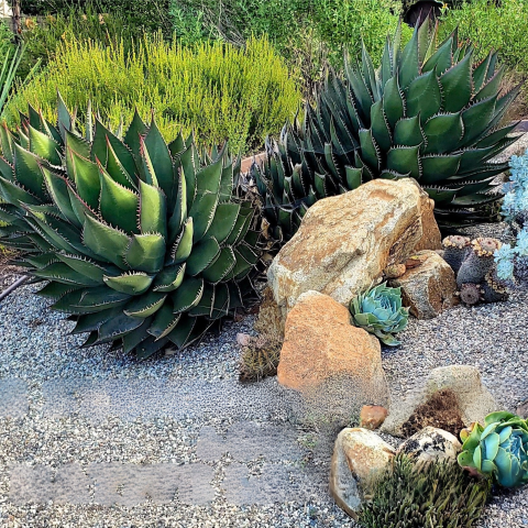 Stunning Plants for a Native Landscape