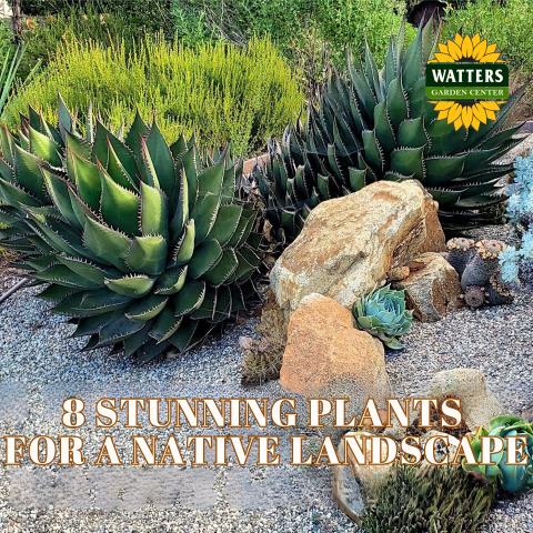 Southwest to Life: 8 Stunning Plants for a Native Landscape