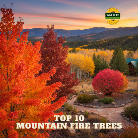 Mountain Fire: Top 10 Trees for Fiery Red Fall Foliage